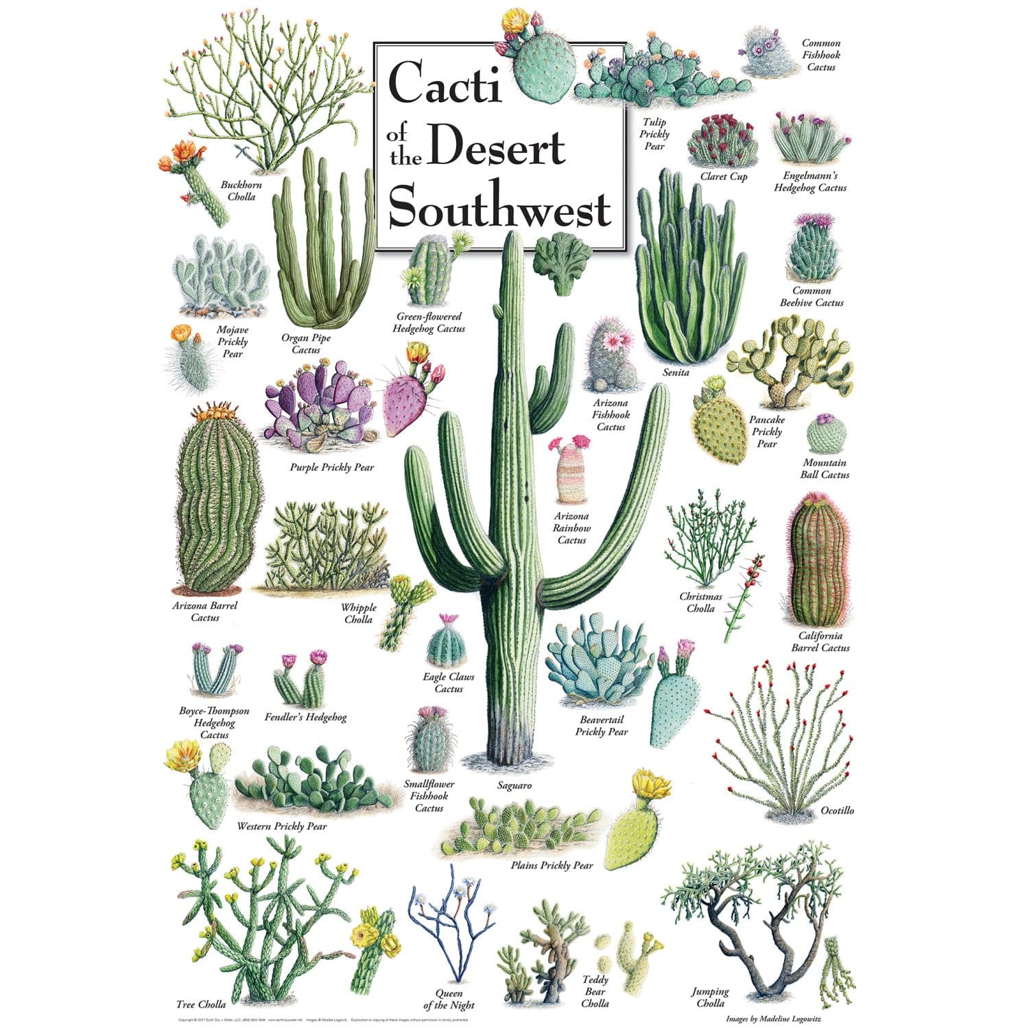 Cacti of the Desert Southwest 1000 Piece Jigsaw Puzzle - Out of Play